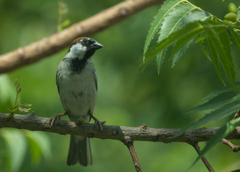 The delicate charm of a common sparrow — photographed by Prabhav Satish, a Year 13 student at Dubai International Academy, Emirates Hills.