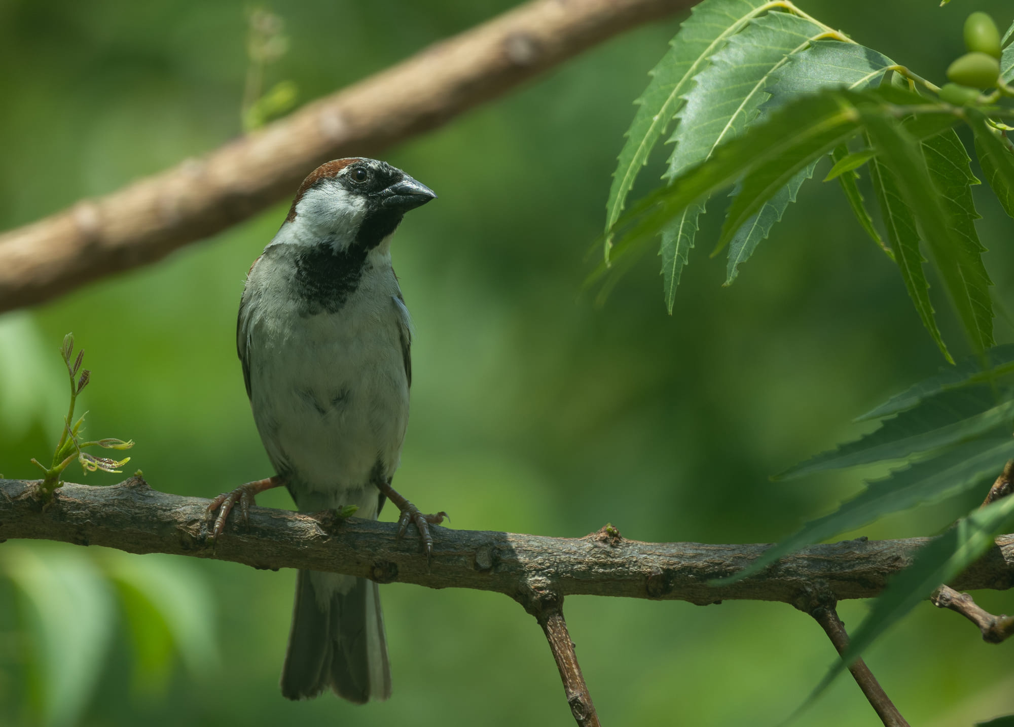 The delicate charm of a common sparrow — photographed by Prabhav Satish, a Year 13 student at Dubai International Academy, Emirates Hills.