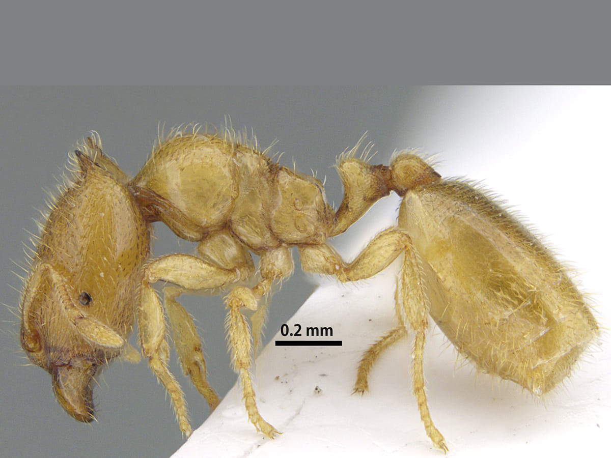 Discovery of ‘Sharjah Ant’ marks a major step in documenting biodiversity in the Hajar Mountains.