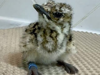 First Asian houbara chick of new season hatches in Abu Dhabi via artificial incubation