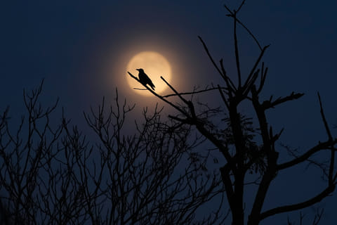 A supermoon, the last full moon of the year, rises in the sky in Istanbul, Turkey, Thursday, Dec. 4, 2025. 