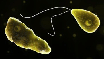 Amoebic encephalitis is an acute, rapidly fatal central nervous system disease caused primarily by Naegleria fowleri, a free-living amoeba commonly found in warm freshwater bodies such as lakes, rivers, and streams.