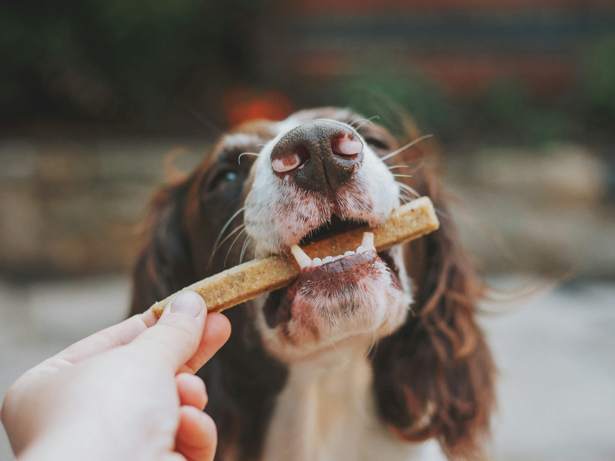 Dog eating