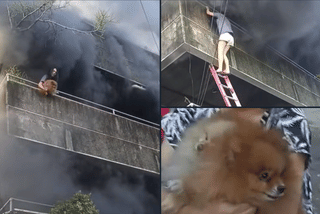 Viral video: Fearless dog mom saves 2 pups from raging Cebu fire