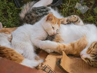 How one woman crashed 100 weddings to feed 120 stray cats — and beat social anxiety along the way