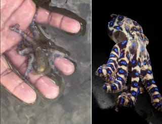 Octo-oops: Briton's beach bliss in the Philippines turns into brush with deadliest octopus