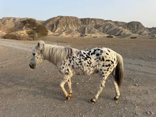 ‘UAE's oldest pony’ faces uncertain future as Ras Al Khaimah shelter fights to survive