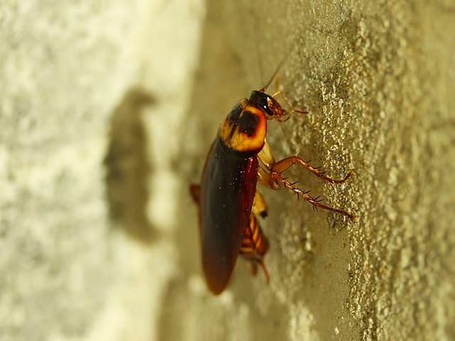 The teacher allegedly forced the victim to eat a cockroach.