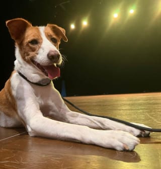 Dubai stray turns star: How a rescue went from the streets to theatre stage