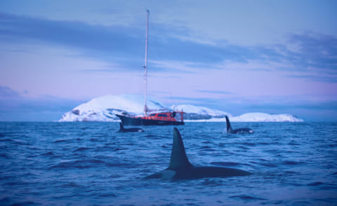 Norway travel diary: Chasing the Northern Lights and Orcas 