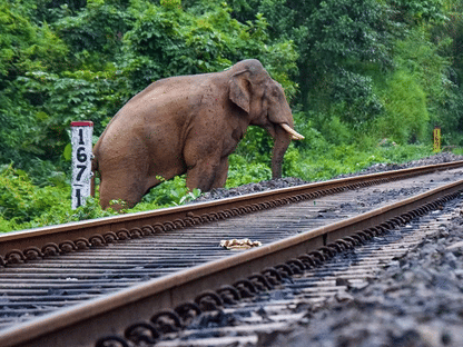 Assam is home to more than 4,000 of the roughly 22,000 wild elephants in India. 