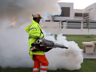 Sharjah steps up pest control campaign after heavy rains