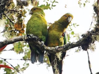 Conservation milestone: UAE fund supports 206 projects for endangered species