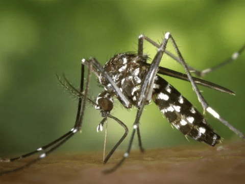 Rising mosquito density increases the risk of disease transmission
