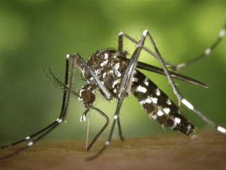 UAE urges residents to eliminate stagnant water  