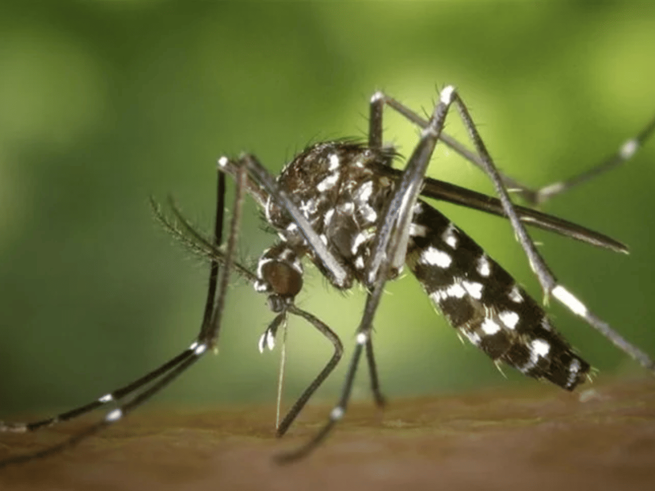 Rising mosquito density increases the risk of disease transmission