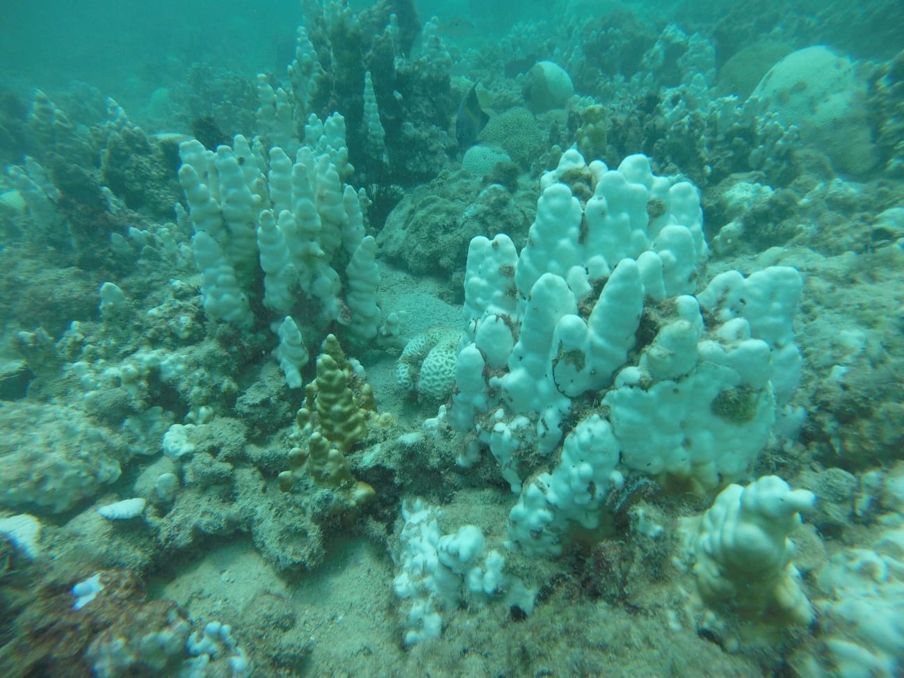 NYU Abu Dhabi explains why some summers in the Arabian Gulf become unusually hot, causing marine heatwaves that threaten coral reefs, fisheries and coastal ecosystems.
