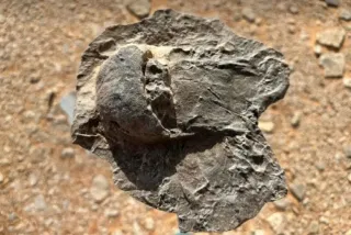 465-million-year-old horseshoe crab fossils discovered in Saudi Arabia's AlUla