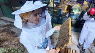 How a swarm of native bees found a home at Dubai’s Expo City and sparked a new push for urban beekeeping