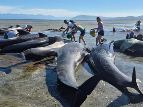 Video footage released by Project Jonah showed volunteers pouring buckets of water over the stranded whales to keep them cool.