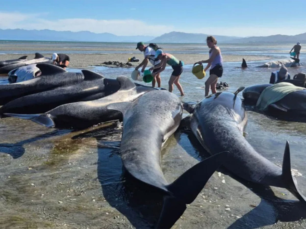 Video footage released by Project Jonah showed volunteers pouring buckets of water over the stranded whales to keep them cool.