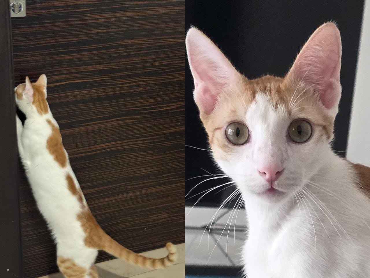 Lando has a pointy face, orangey-brown markings and a slight kink at the very tip of his tail.