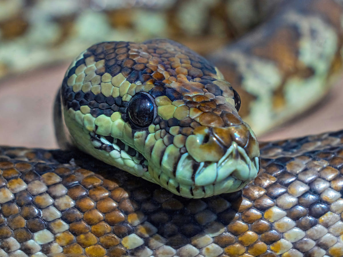 carpet python
