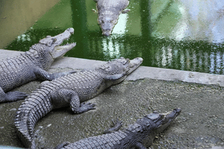 The remains of man found inside a 15-foot crocodile.