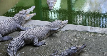 Missing South African hotel owner found dead inside crocodile
