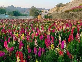From 100 roses to 50,000 blooms: How a Ras Al Khaimah farm became a tourism landmark
