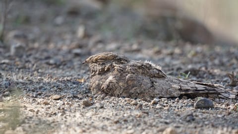 After five years, Wurayah Stands out as a stopover for the Migrating Egyptian Nightjar