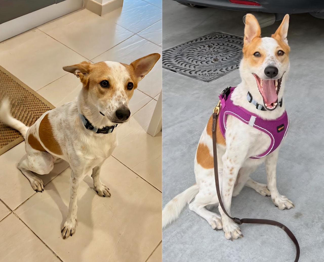 Missing dog Elsy