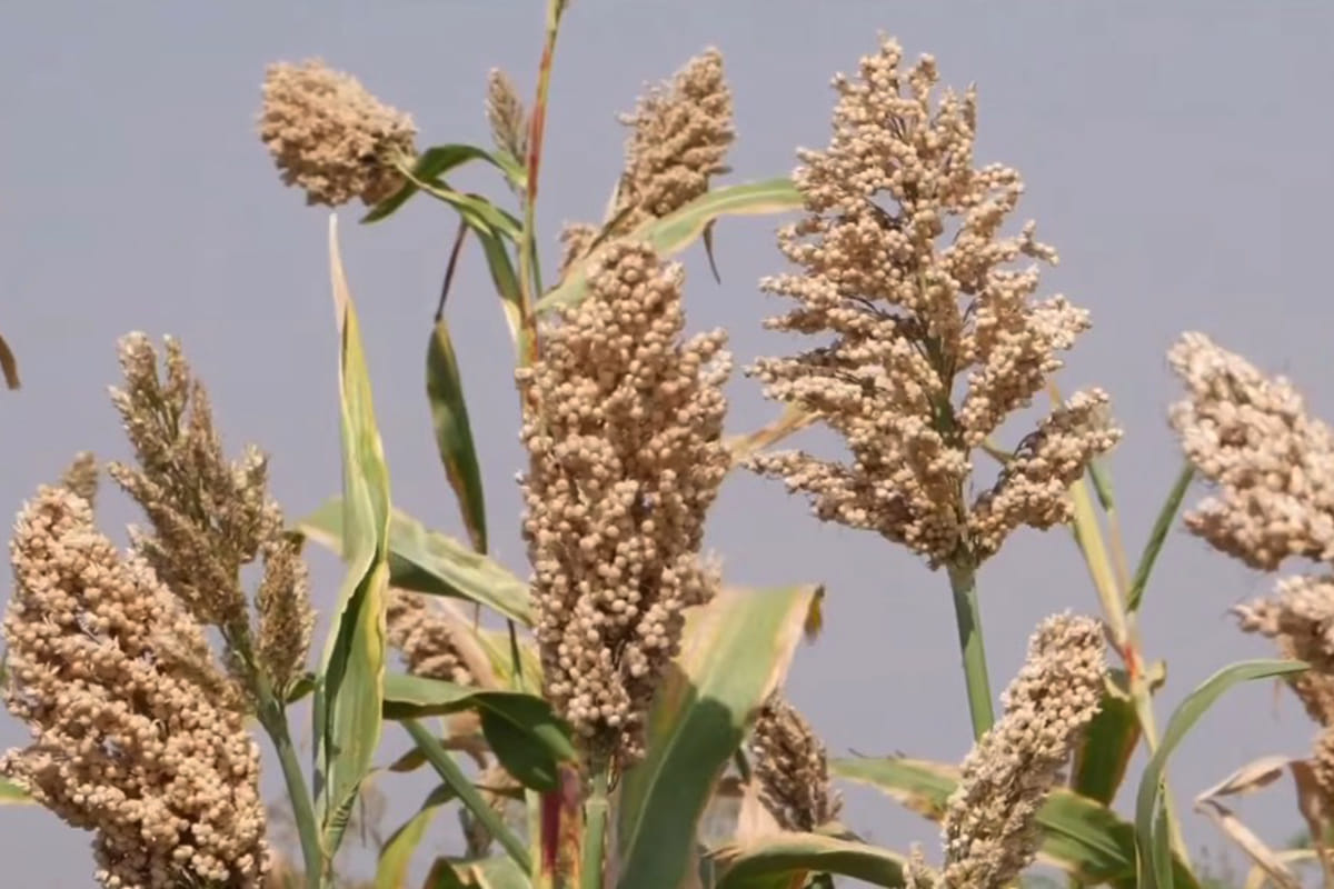 Love for millets continues to grow across India and world, says PM Modi