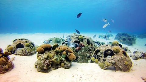 Abu Dhabi’s Fish AI Project pushes Sustainable Fisheries Index to 100%