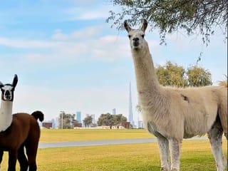 Sheikh Hamdan shares video of llamas roaming in Dubai with Burj Khalifa backdrop