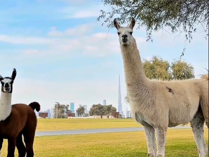 Camera ready: Two curious llamas stop mid-stride as if posing for a pic.