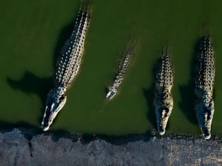 Crocodiles spotted as floods overwhelm southern Mozambique