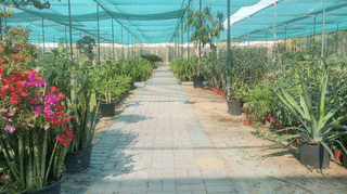 Dubai’s green engine: 90 million plants a year grown across 36 hectares