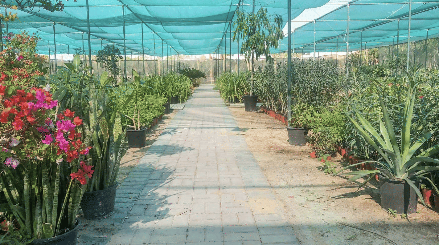 Dubai Municipality nurseries produce 15,000 plants an hour

