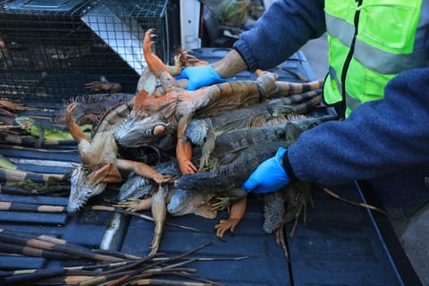 Blake Wilkins, a Redline Iguana Removal trapper, unloads cold-stunned as well as dead green iguanas from the back of a pickup truck after he collected them during a cold spell on February 02, 2026, in Hollywood, Florida.