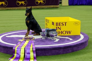 Penny the Doberman pinscher wins 150th Westminster dog show