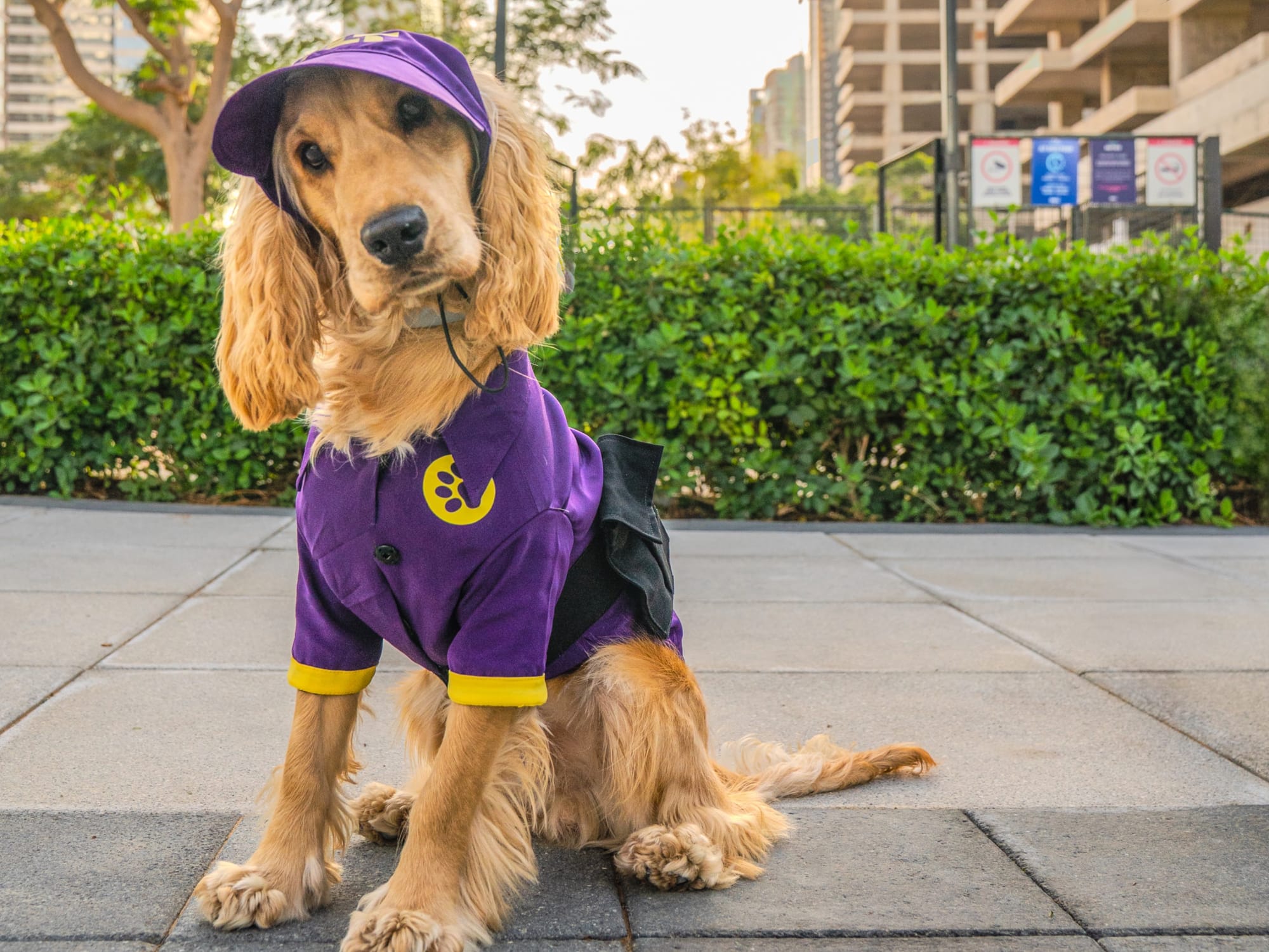 Chase is a one-year-old English Cocker Spaniel with a big personality.