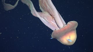 Giant phantom jellyfish the length of a double-decker bus spotted off Argentina coast: All you need to know