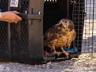 Oriental Honey Buzzard rescued and released in Fujairah's Wadi Wurayah