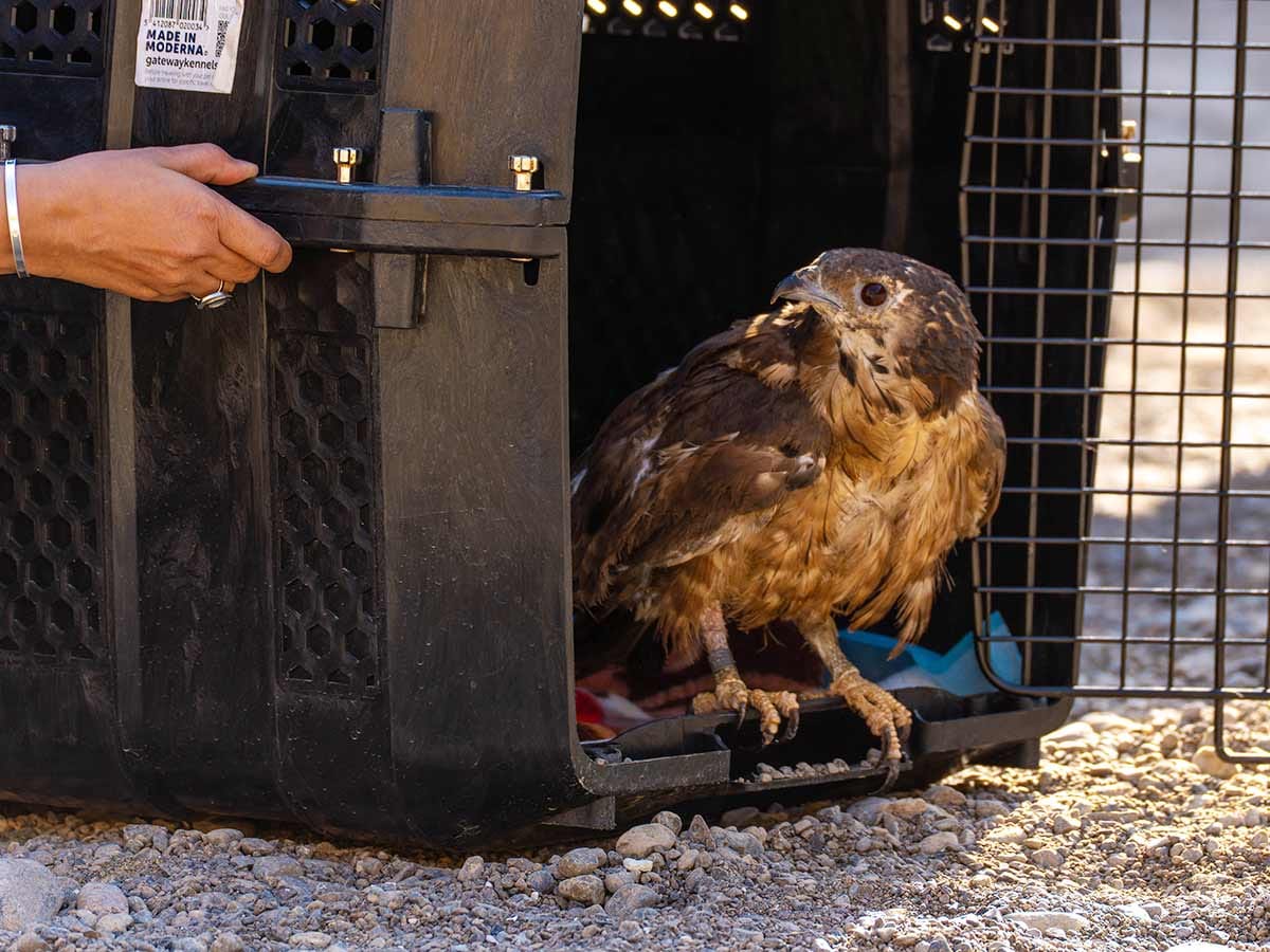 Oriental Honey Buzzard Rescued in Fujairah