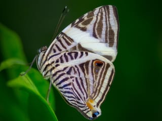 Sharjah unveils new strategy to protect biodiversity and ecosystems