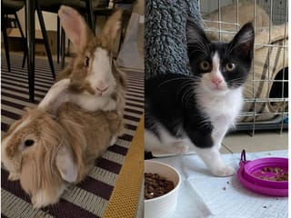 Inside the UAE's animal rescue network: How residents are building a community of care