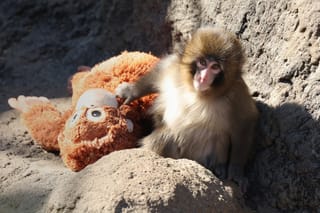 What happens when you Google 'Punch the Monkey'