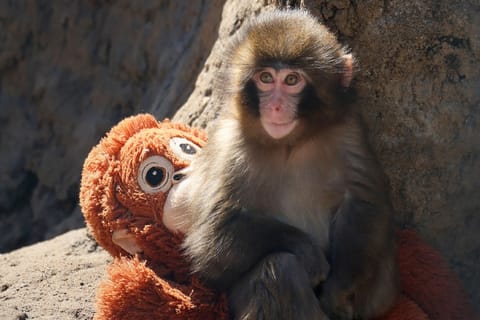 This photo taken on February 19, 2026 shows a seven month-old male macaque monkey named Punch, who was abandoned by his mother shortly after birth, sitting with a stuffed orangutan toy at Ichikawa City Zoo and Botanical Gardens in Chiba Prefecture.