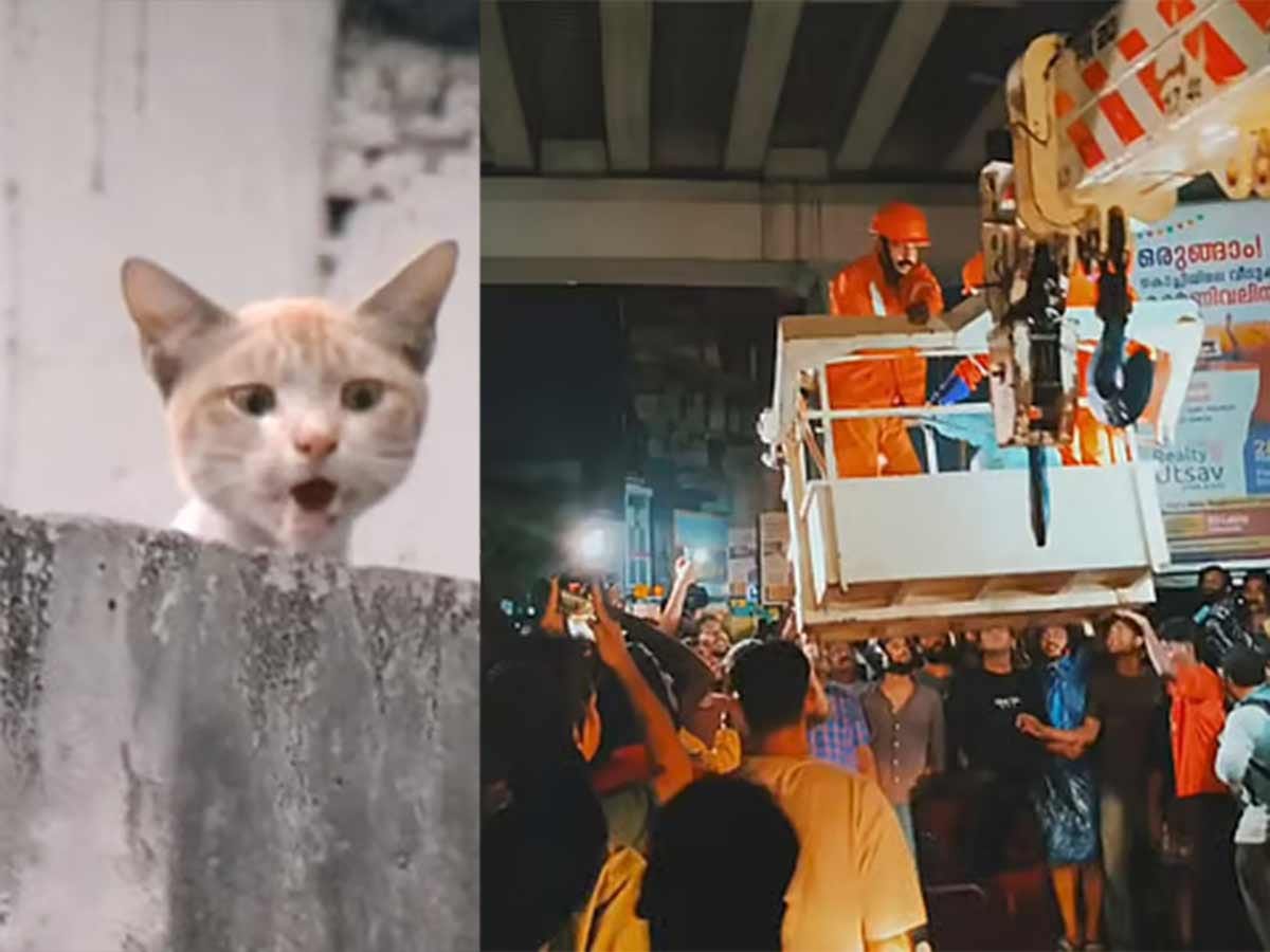 ''Subhash', the stranded cat is being rescued.